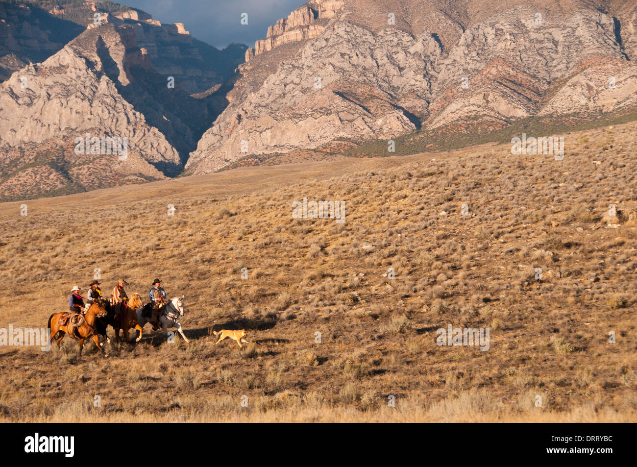 Wrangler -- cowboys et cowgirls -- à cheval Randonnée dans les montagnes du Wyoming Bighorn après un round-up Banque D'Images