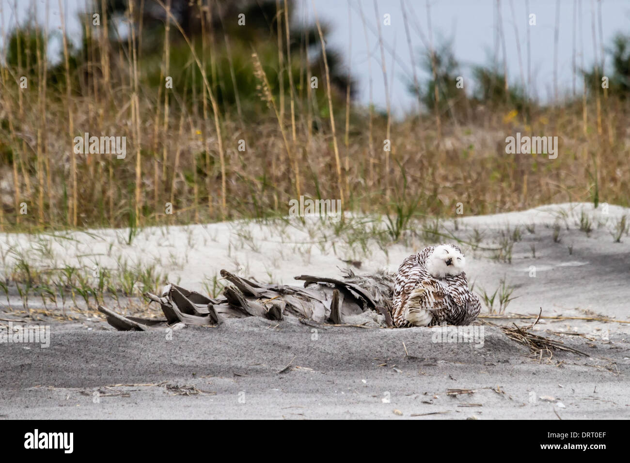 Un harfang des neiges (Bubo scandiacus) assis sur la plage de Little Talbot Island State Park, Florida, USA. Banque D'Images