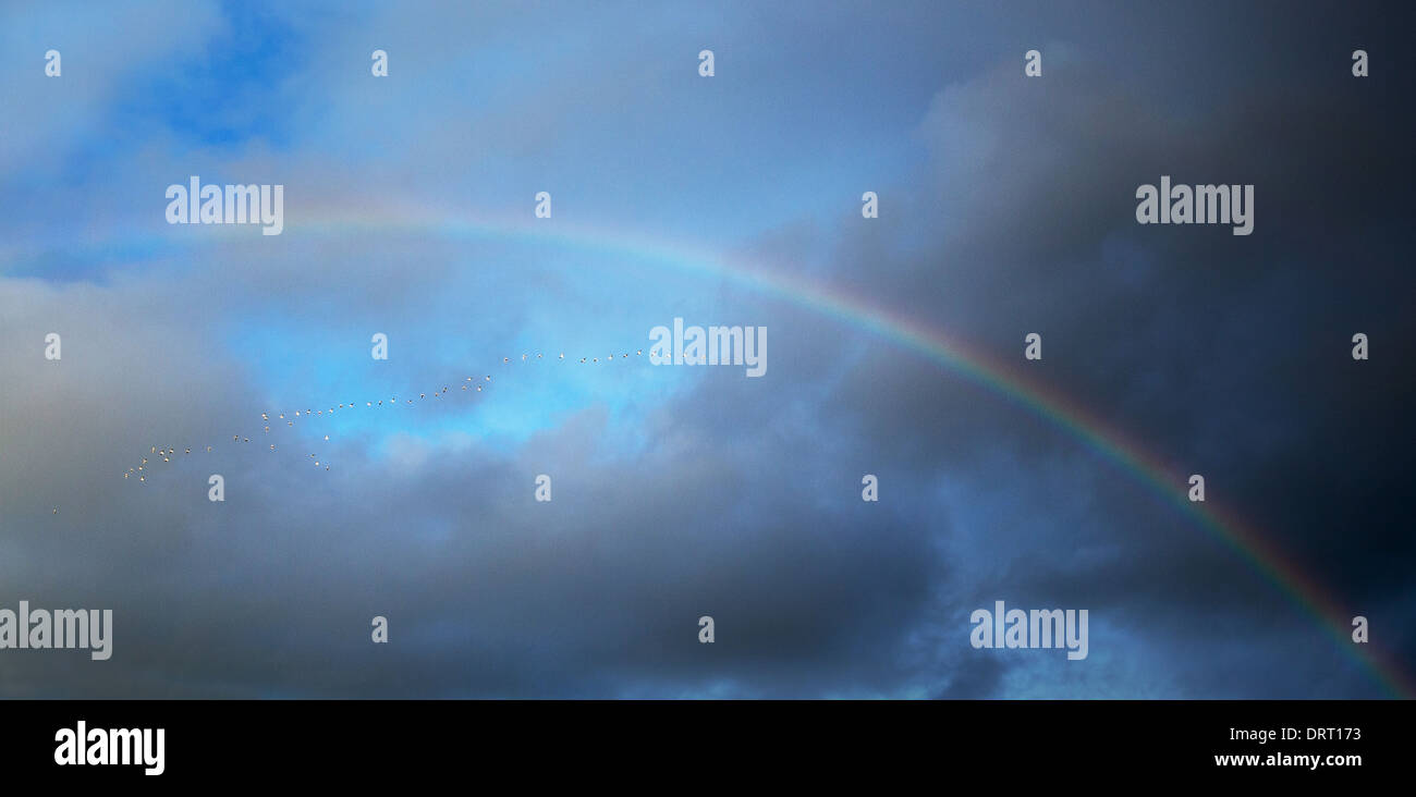 Une ligne de mouettes volant en formation sur un arc-en-ciel dans un ciel d'orage en Angleterre Banque D'Images