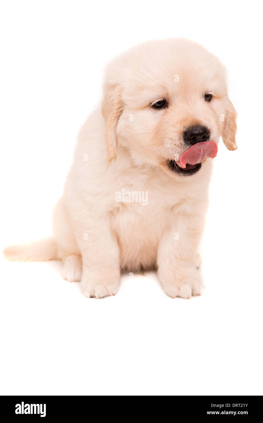 Studio Photo D Un Bebe Golden Retriever Isole Sur Fond Blanc Photo Stock Alamy