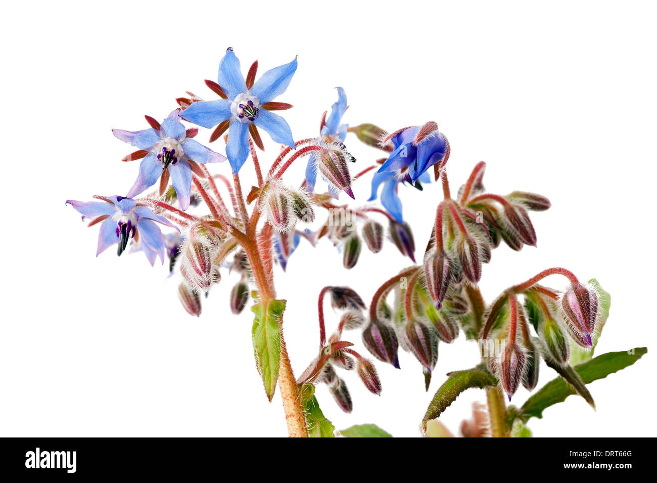 Fleurs de bourrache isolated on white Banque D'Images