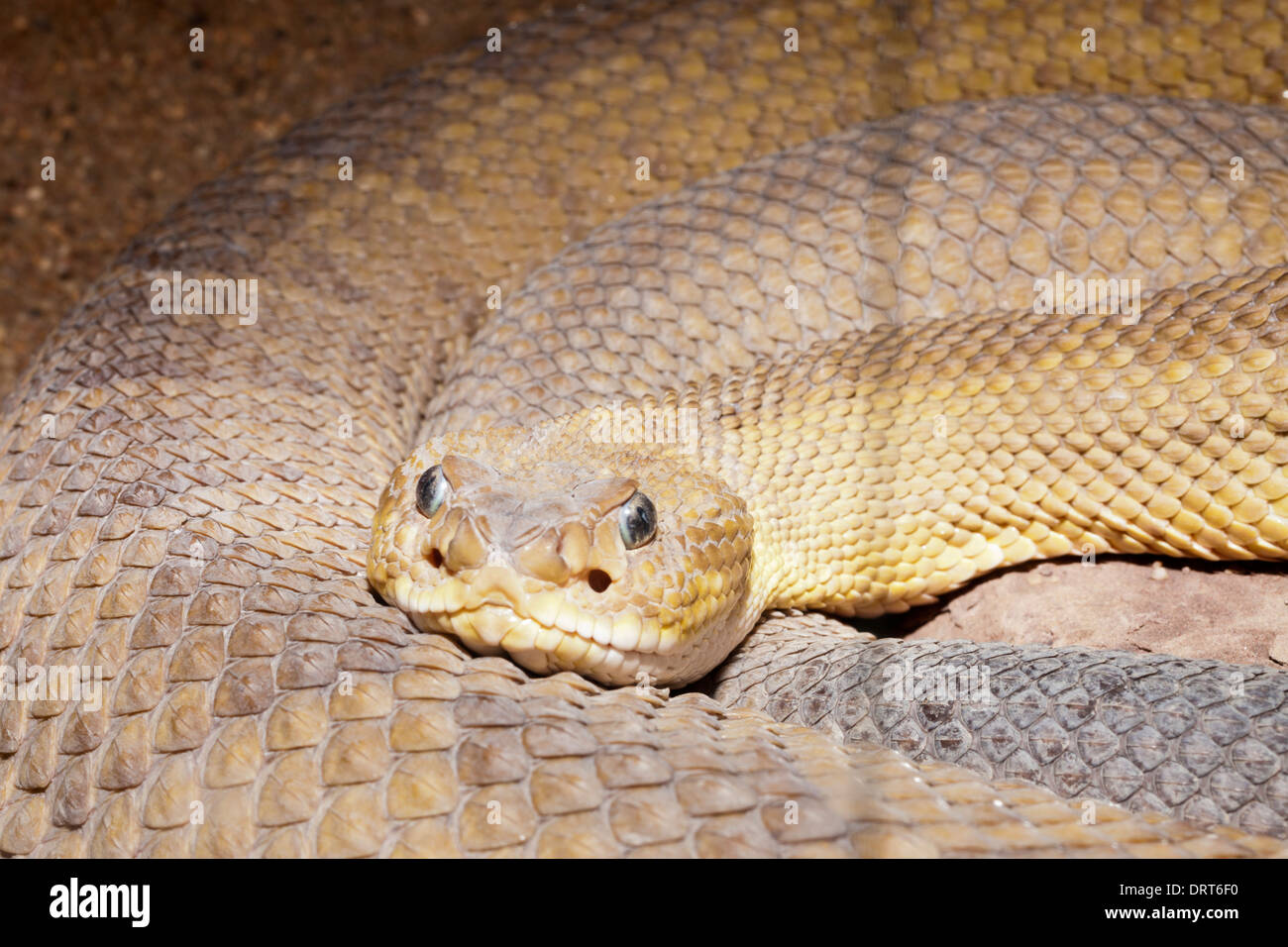 Diamondback Rattlesnake, Crotalus ruber, Baja California, Mexique Banque D'Images