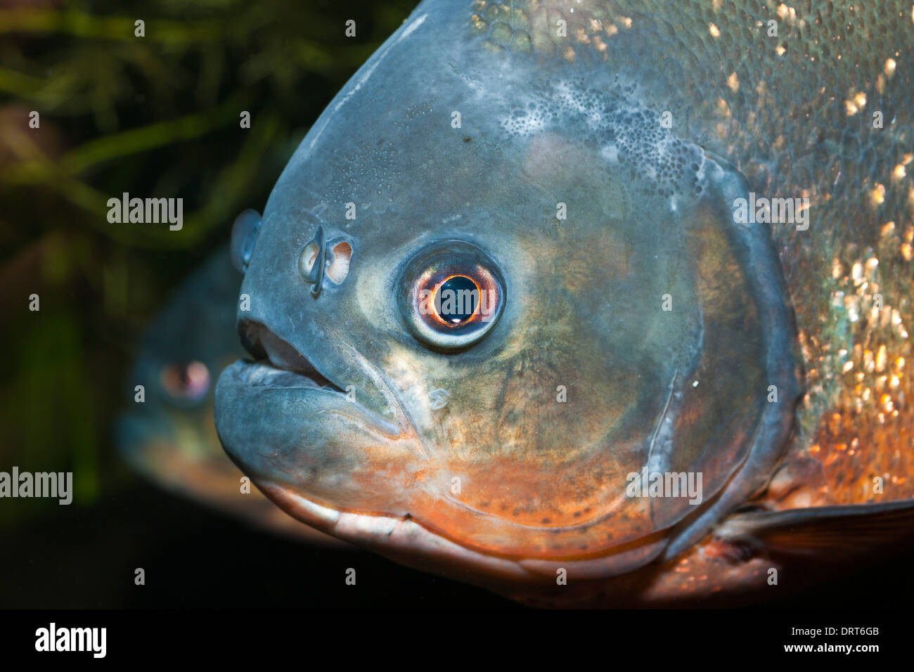 Red-bellied Piranha Piranha, vermelha, Brésil Banque D'Images