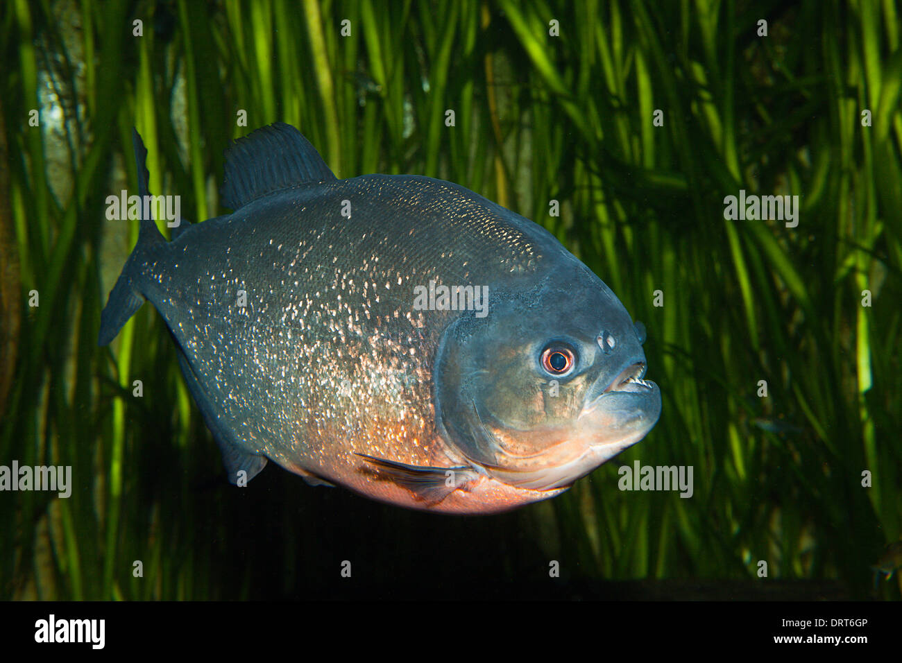 Red-bellied Piranha Piranha, vermelha, Brésil Banque D'Images