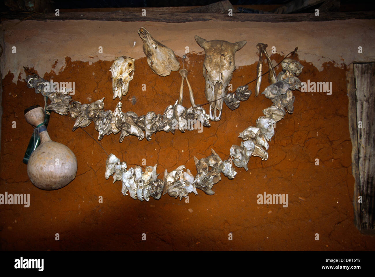 Provence d'Enugu au Nigéria les crânes des animaux étendus dehors Village de culte à Shango Yoruba Dieu du tonnerre et de la foudre Banque D'Images