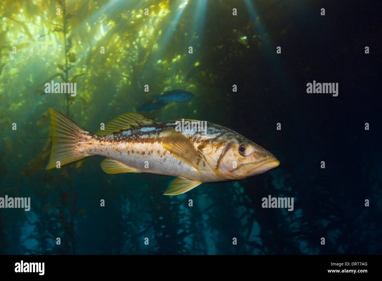 Le varech Bass en forêt de laminaires, Paralabrax clathratus, île de San Benito, Mexique Banque D'Images