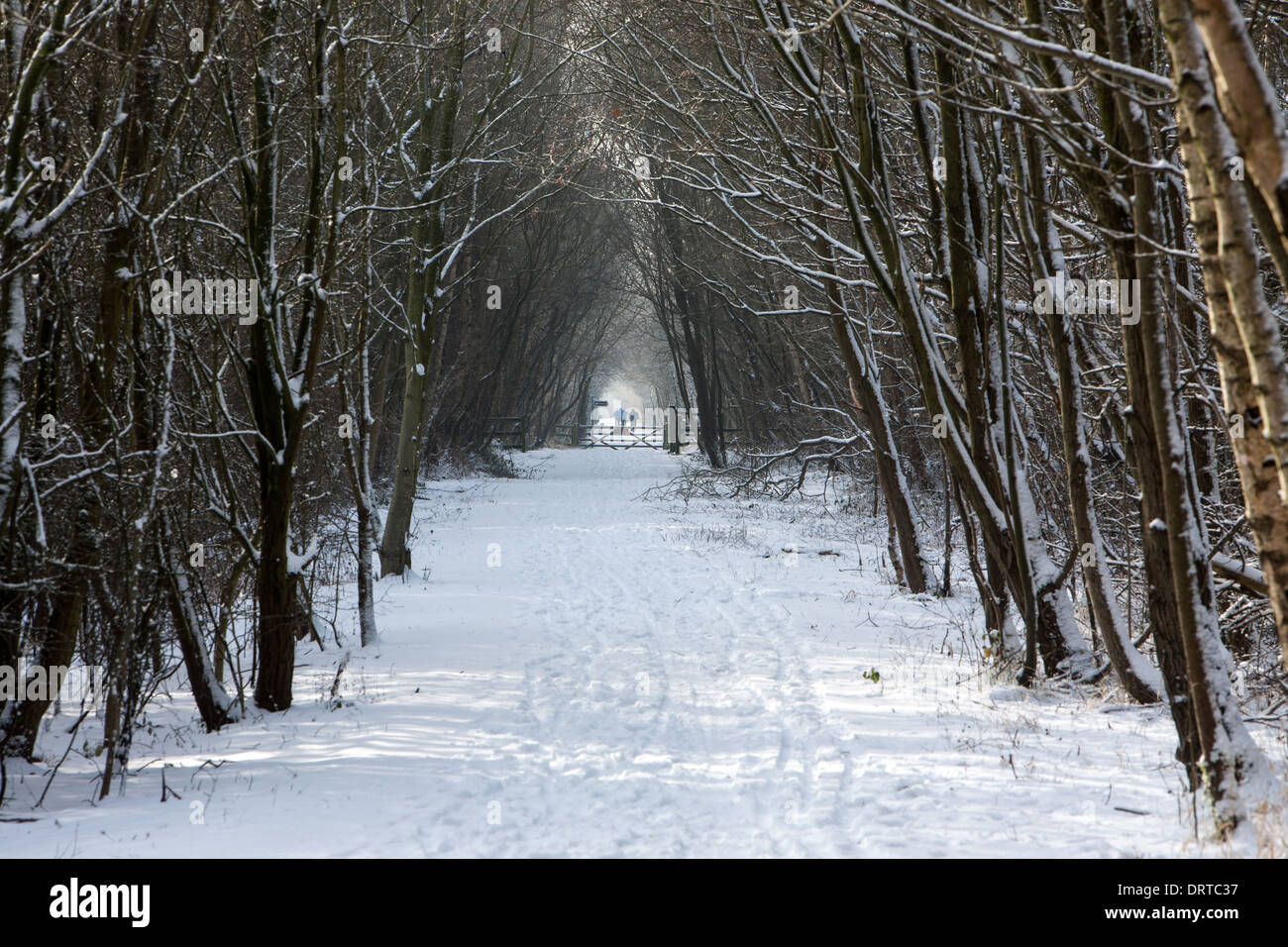 La neige et les arbres au château d'Eden Passerelle, Teesside, Angleterre Banque D'Images