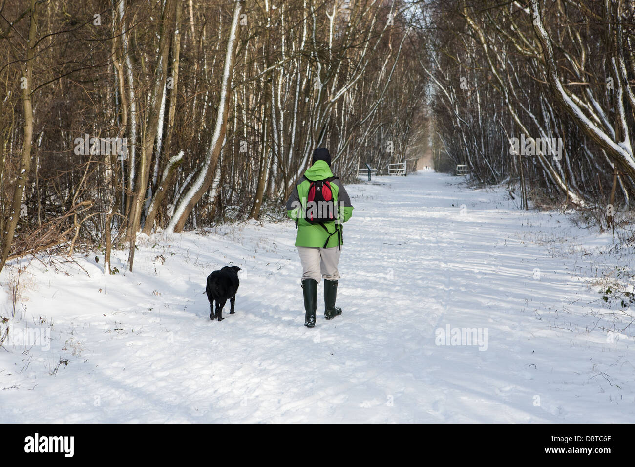 La promenade du chien dans la neige, Teesside, Angleterre Banque D'Images