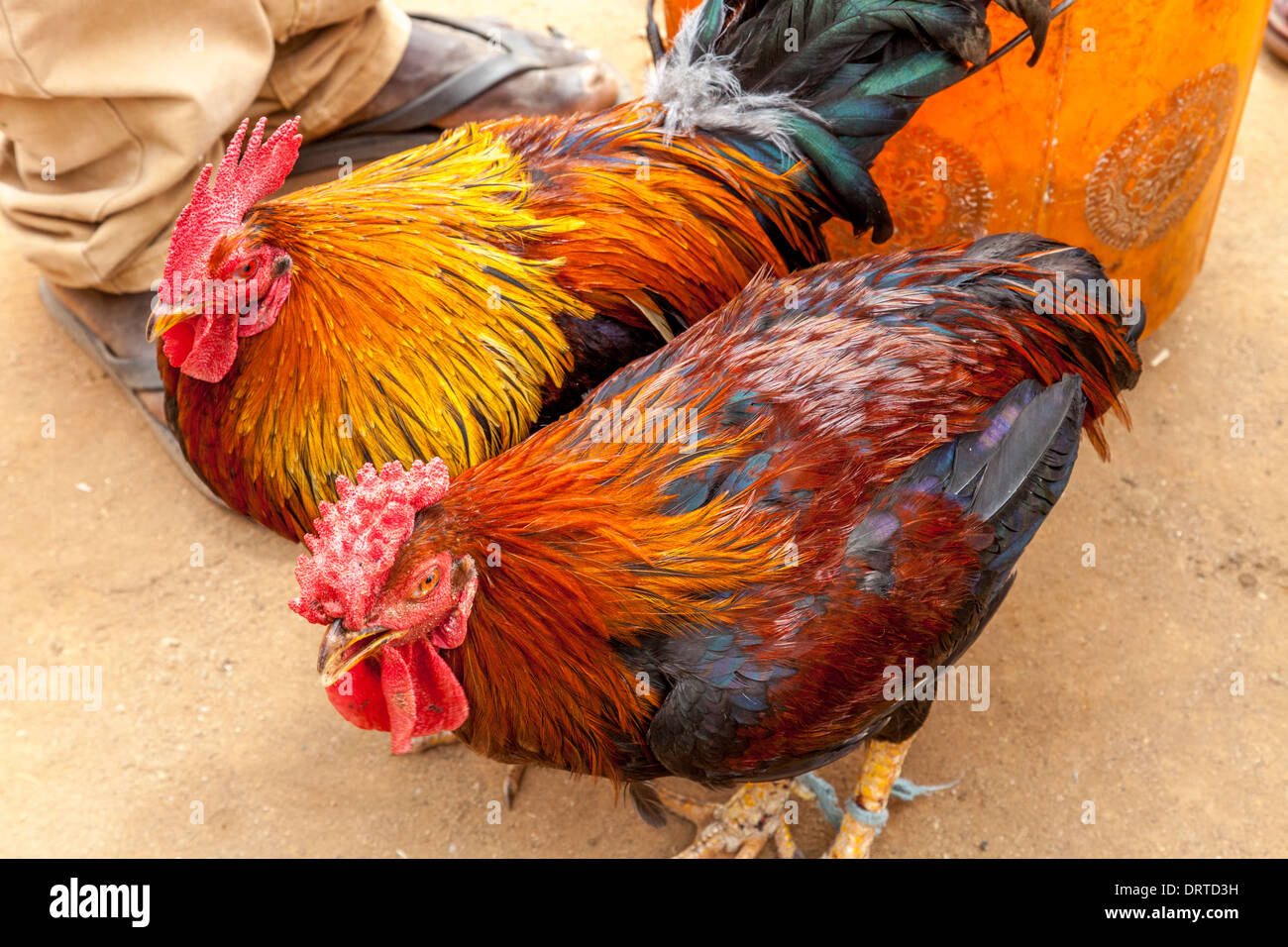 Les poulets vivants pour la vente au marché le samedi à Jinka, vallée de l'Omo, Ethiopie Banque D'Images