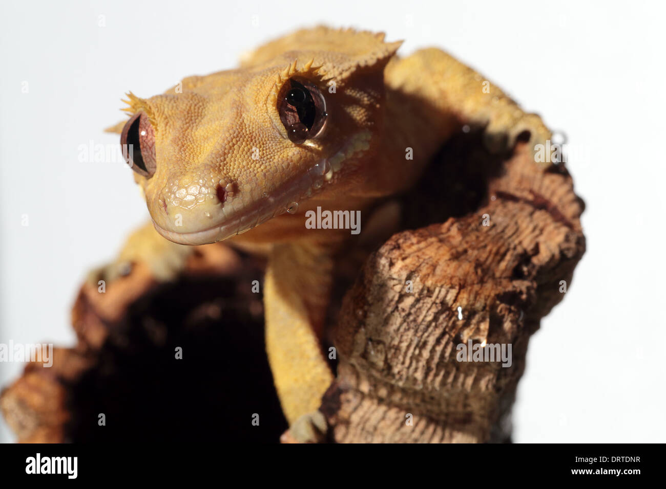 Portrait d'un nouveau Caledonian Crested Gecko (Rhacodactylus ciliatus) humide par les gouttes d'eau sur fond blanc Banque D'Images