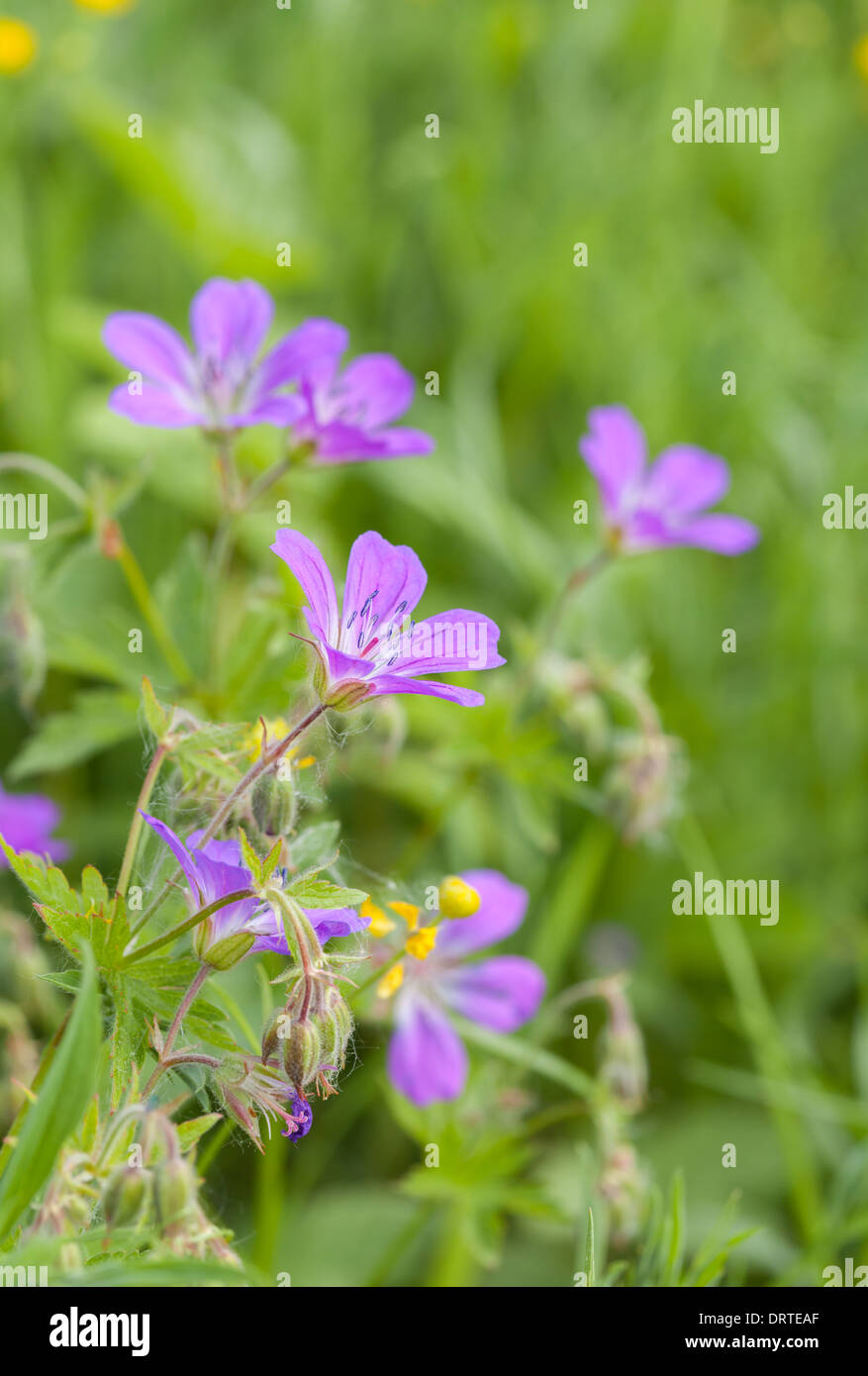 Géranium sanguin bois fleurs Banque D'Images