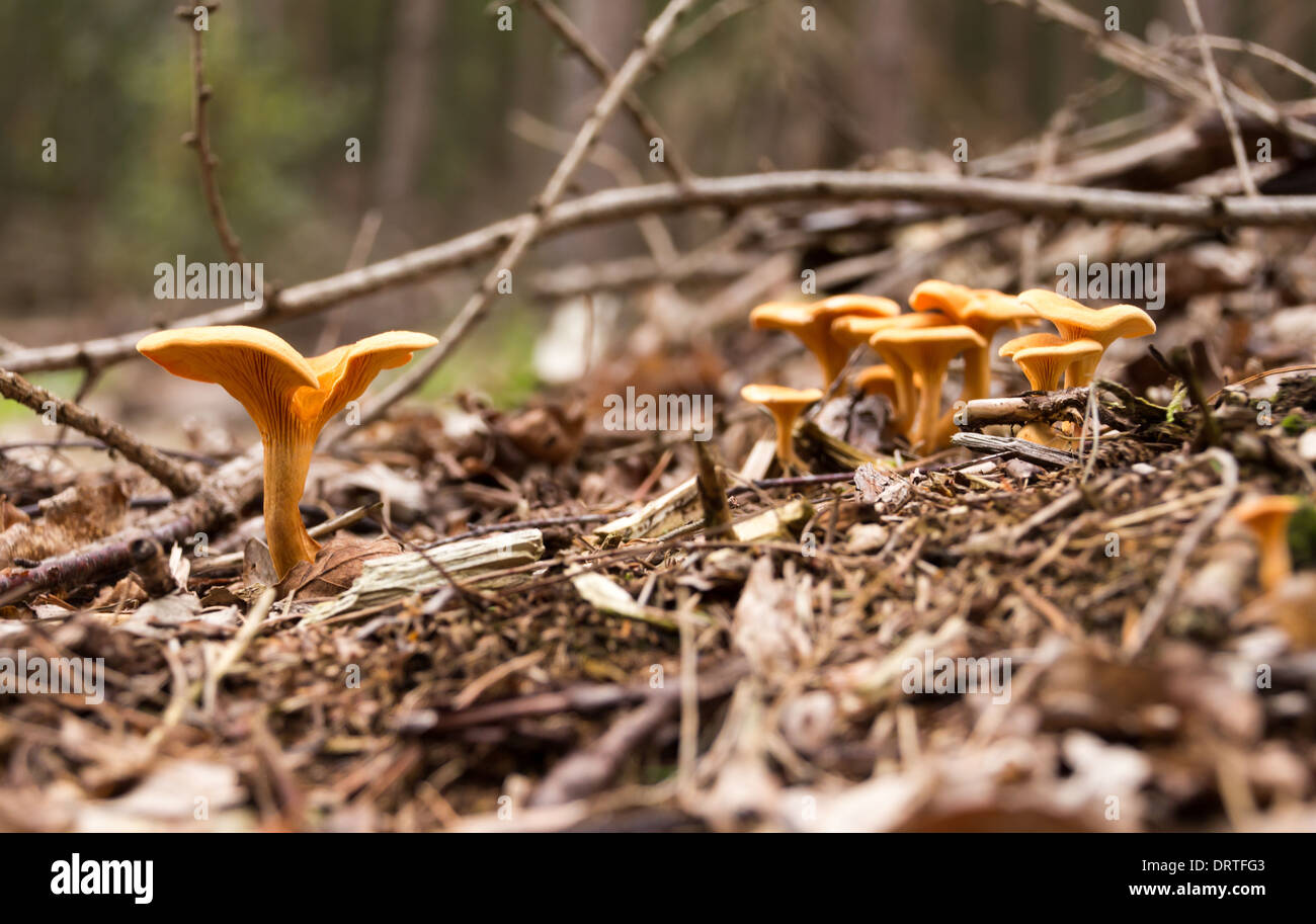Photo de champignons a été prise dans le bois,Langley,UK Banque D'Images