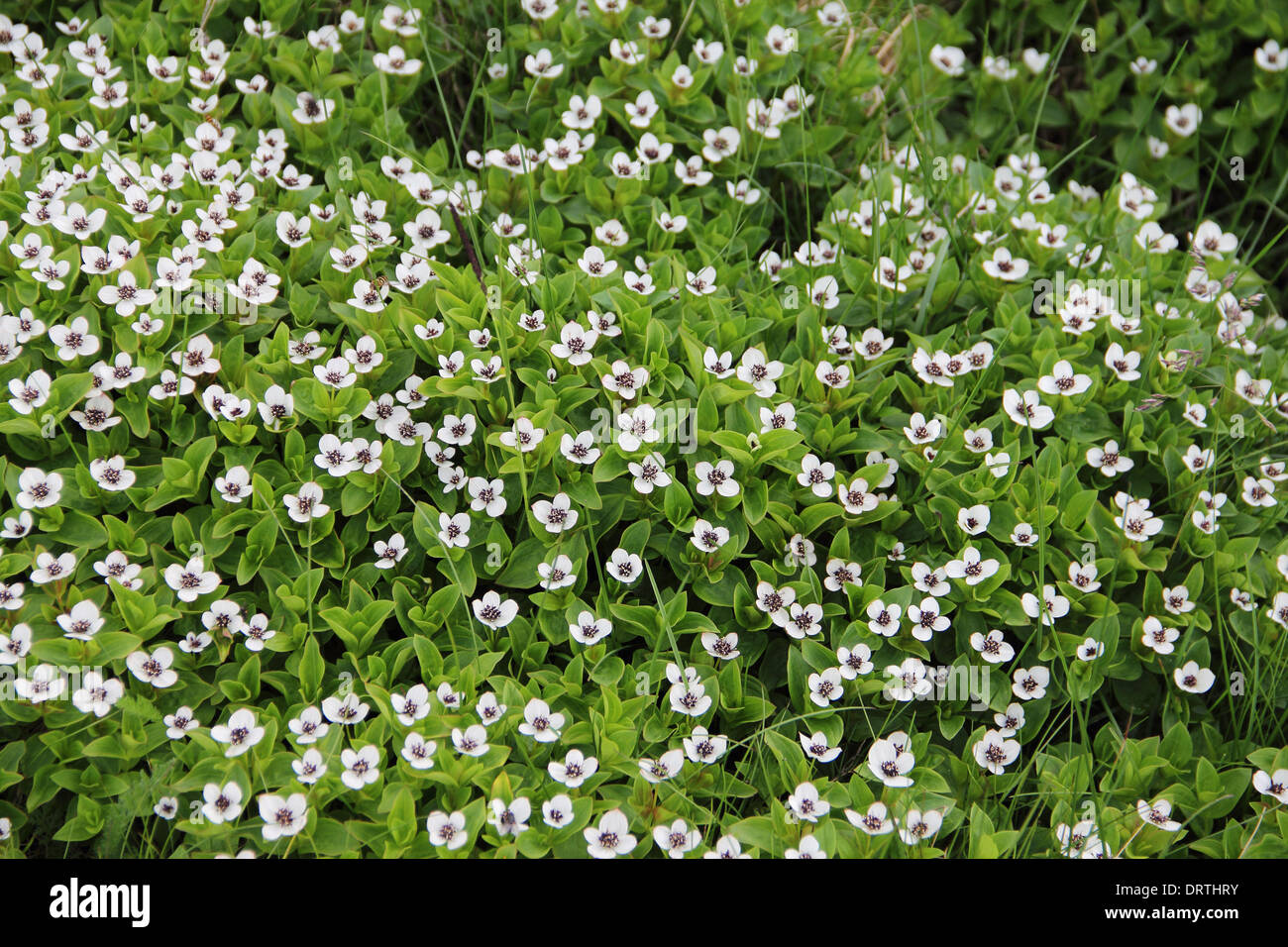 Dwarf Cornel fleurs blanches de Laponie Banque D'Images