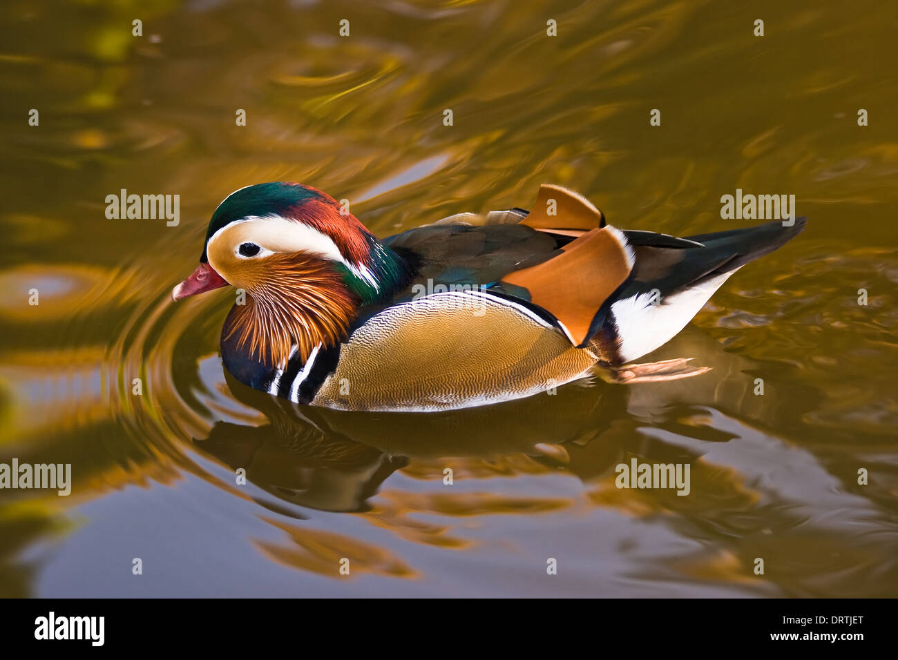 Canard Mandarin mâle nageant dans l'eau d'or Banque D'Images