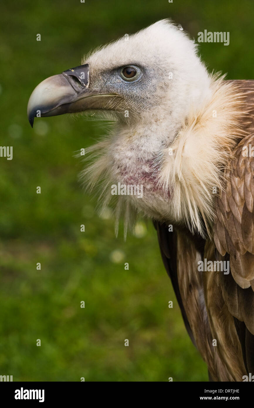 Portrait de vautour fauve en side angle view Banque D'Images