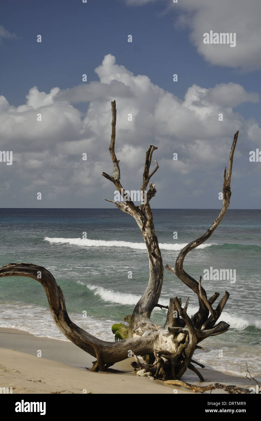 Un arbre mort sur la plage, la Barbade. Ressemble à une sculpture aux lignes ciselées, l’œuvre de la nature. Intact par les mains humaines. Toile de fond spectaculaire. Banque D'Images