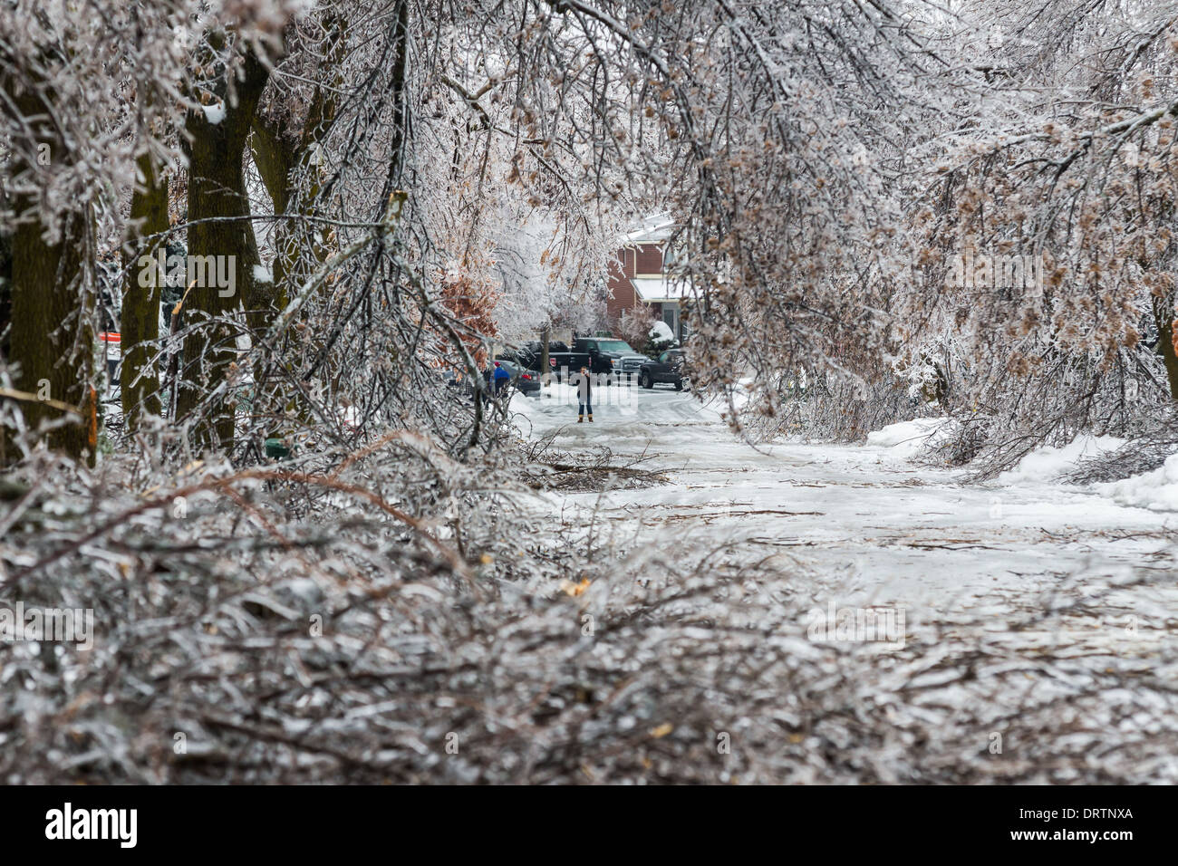 Une tempête de glace historiques des bas des arbres, coupe l'alimentation, les manteaux des foyers et fait des ravages dans la région du Grand Toronto laissant étourdis résidents Banque D'Images