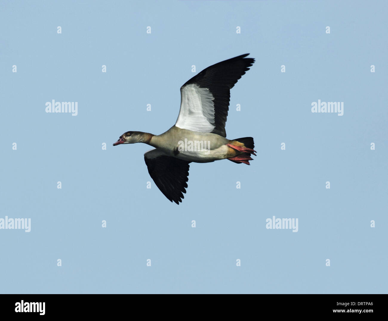 Egyptian goose Alopochen aegyptiacus Banque D'Images