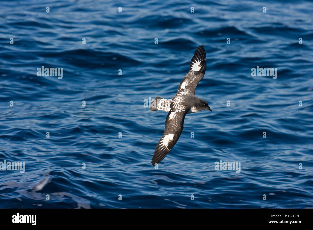 Cape Petrel Daption capense - Banque D'Images