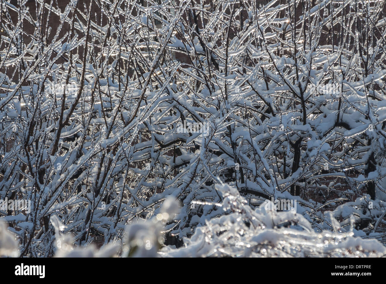 Une tempête de glace historiques des bas des arbres, coupe l'alimentation, les manteaux des foyers et fait des ravages dans la région du Grand Toronto laissant étourdis résidents Banque D'Images