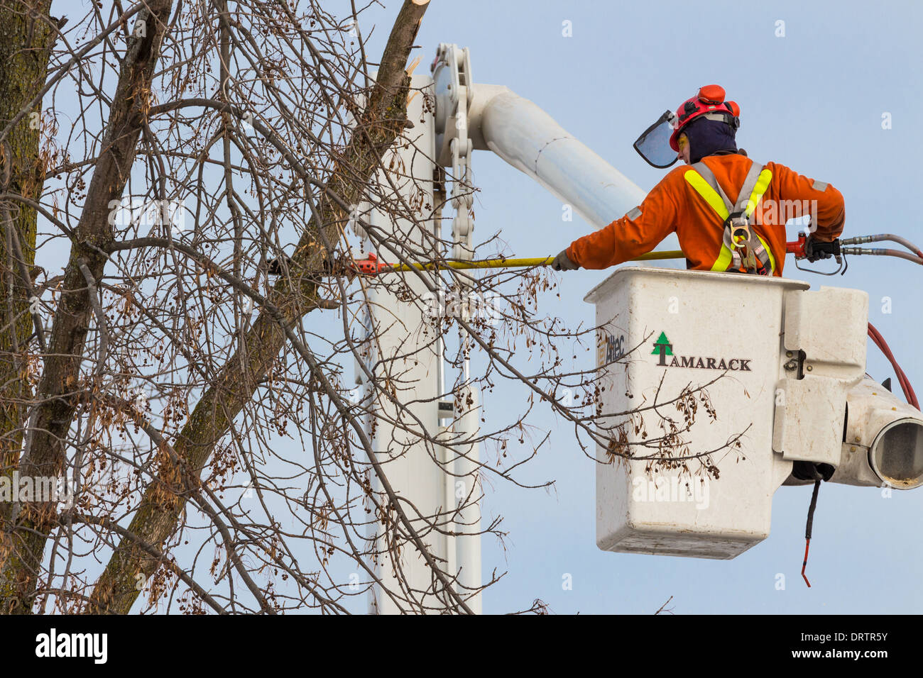 Un travailleur forestier dans un seau ascenseur utilise une tronçonneuse pour couper les frênes qui ont été endommagés par une forte tempête de verglas Banque D'Images