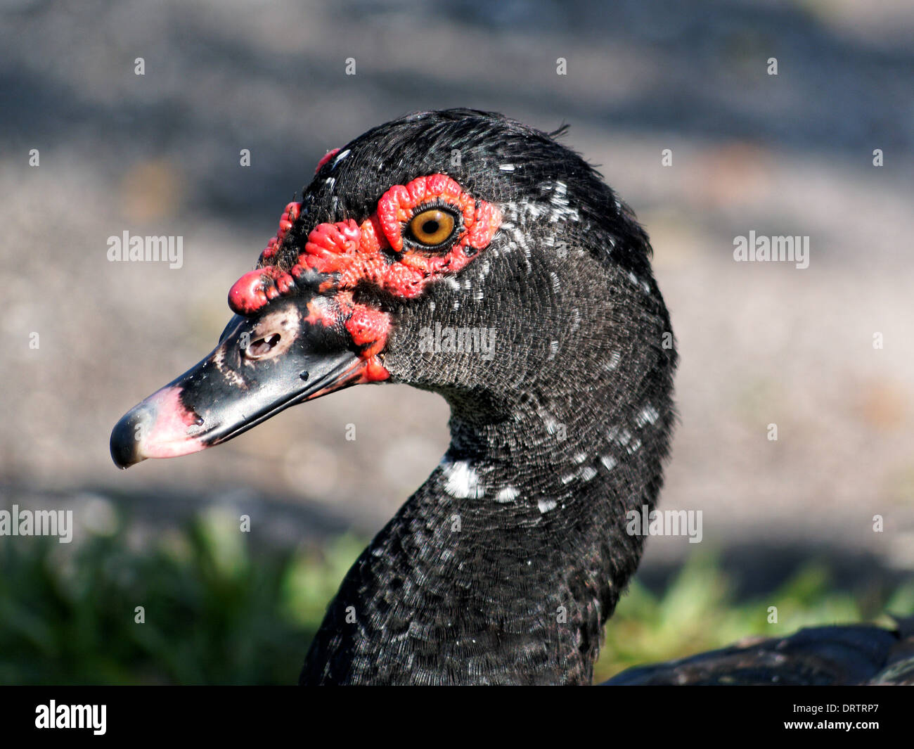 Profil d'un canard de Barbarie colorés de très près. Banque D'Images