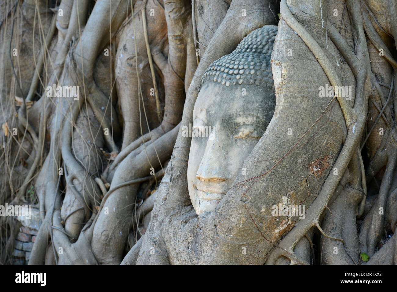 Tête de bouddha entourée par des racines à Ayutthaya Banque D'Images