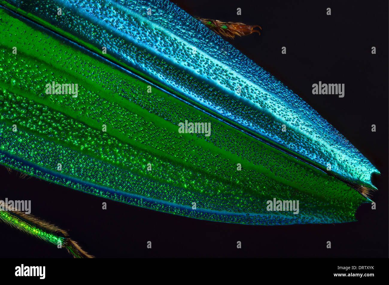 Crysochroa fulminans, vue de la queue Banque D'Images