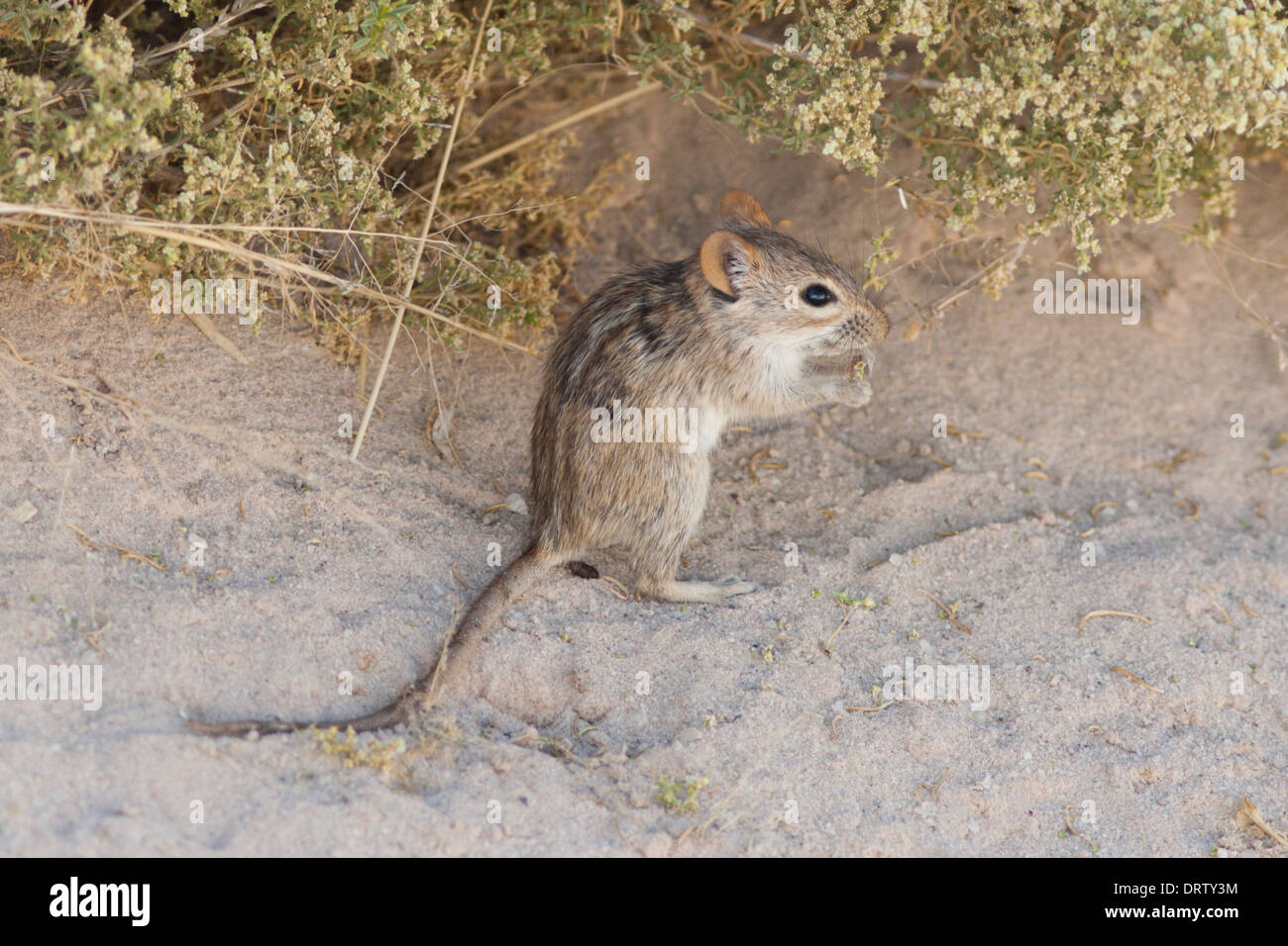 L'alimentation du Rat sifflement dans le désert du Kalahari Banque D'Images