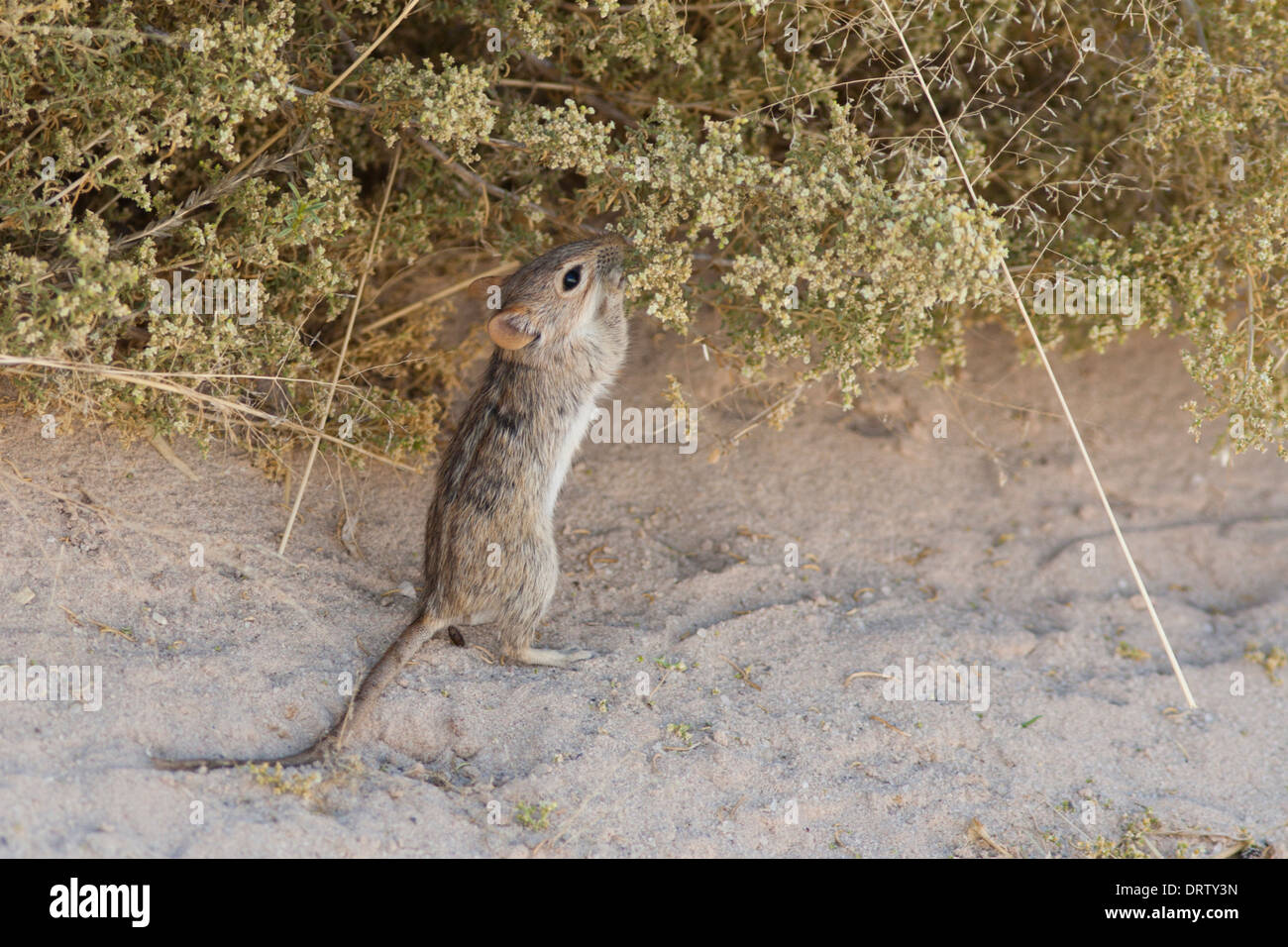 L'alimentation du Rat sifflement dans le désert du Kalahari Banque D'Images