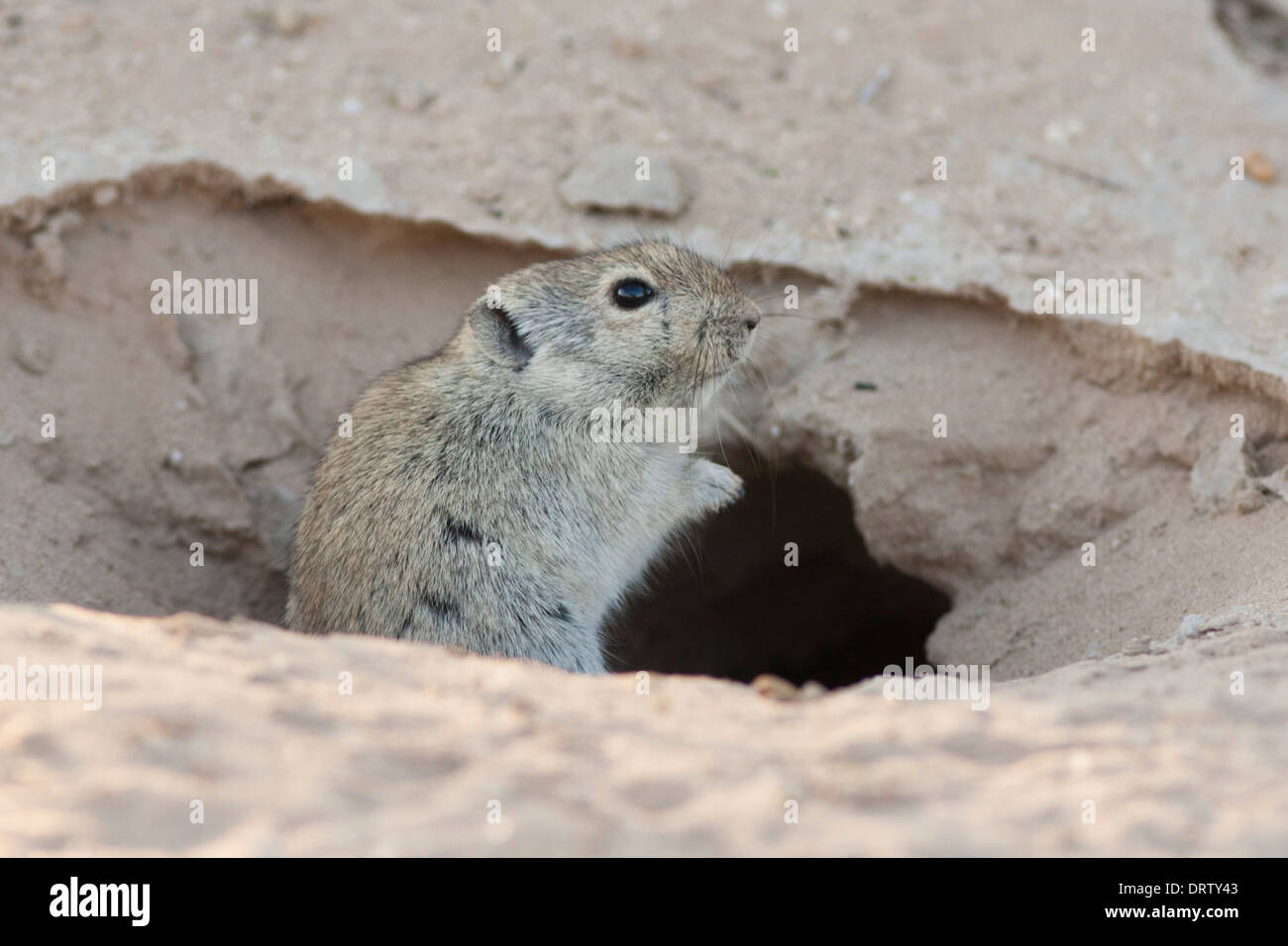 Sifflement du Brants Rat dans le désert du Kalahari Banque D'Images