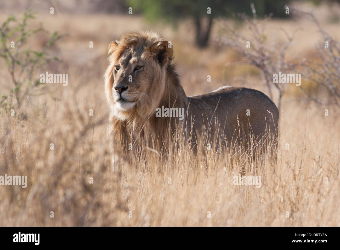 African Lion à crinière noire marchant dans le désert du Kalahari Banque D'Images