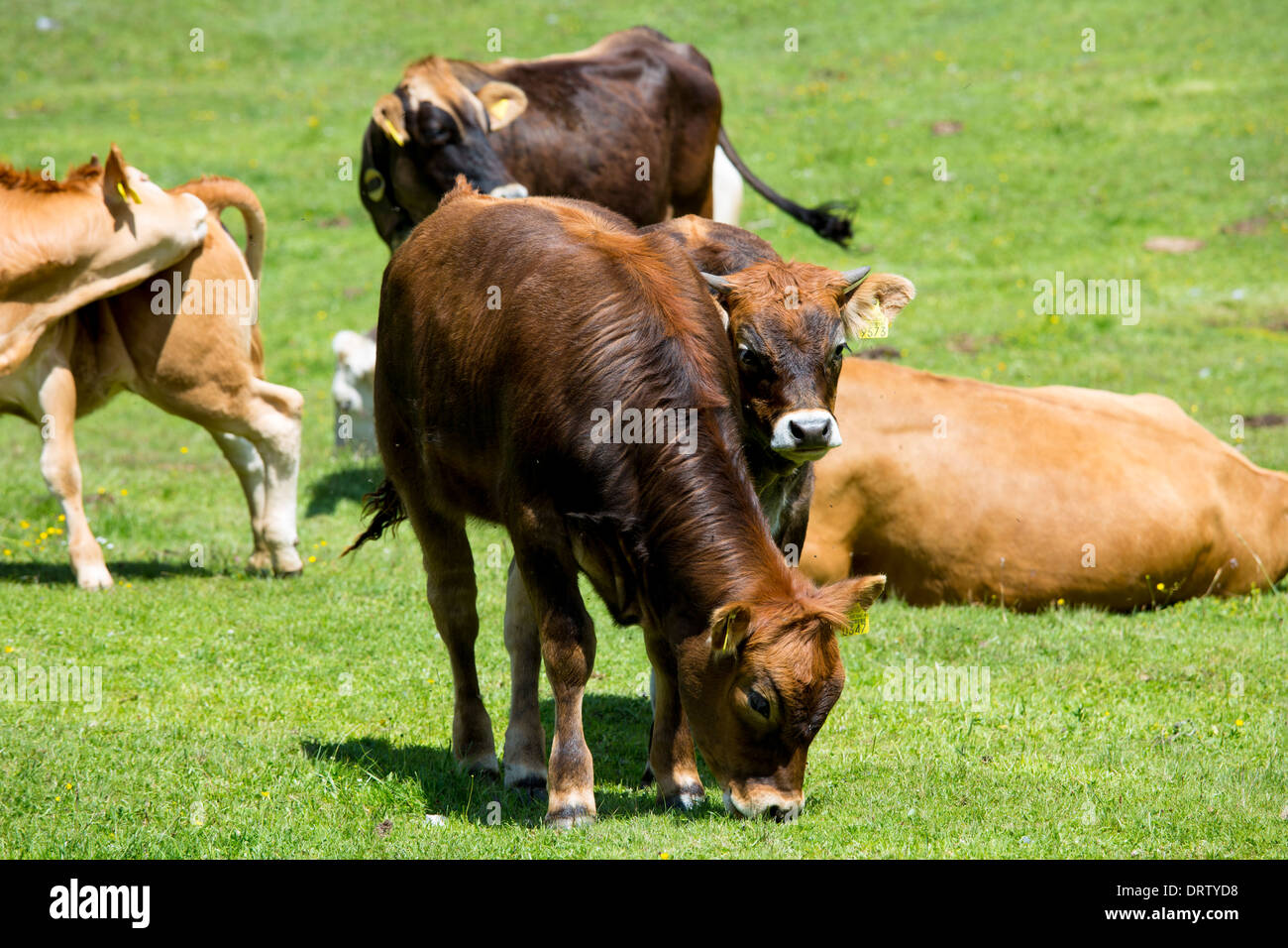 Vache veau alpin et sur l'Ofenpass, Pass dal Fuorn, dans le Val Mustair partie du Parc National Suisse, Suisse Banque D'Images