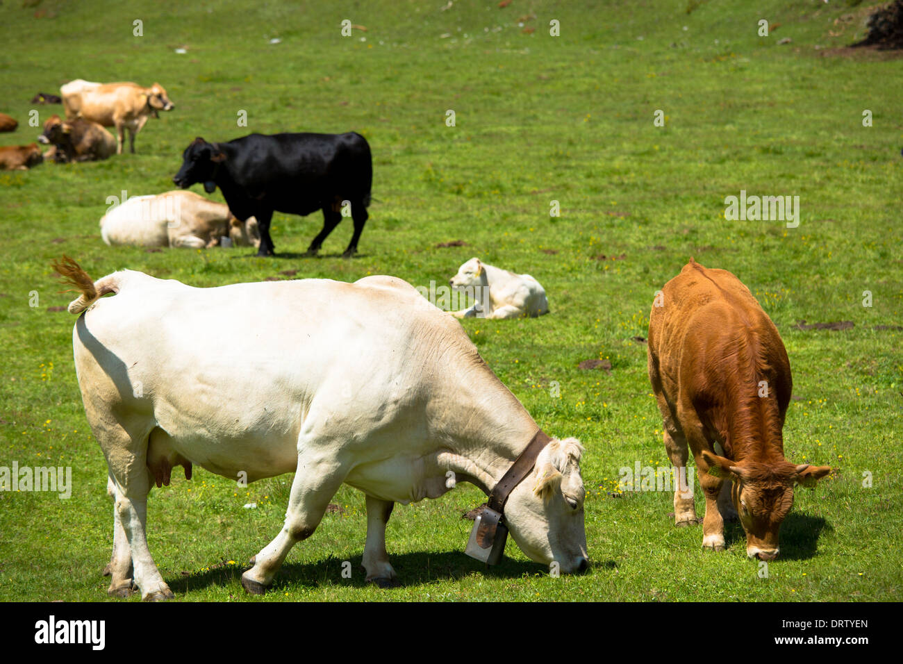 Les bovins sur l'Ofenpass Alpine, Pass dal Fuorn, dans le Val Mustair partie du Parc National Suisse, Suisse Banque D'Images