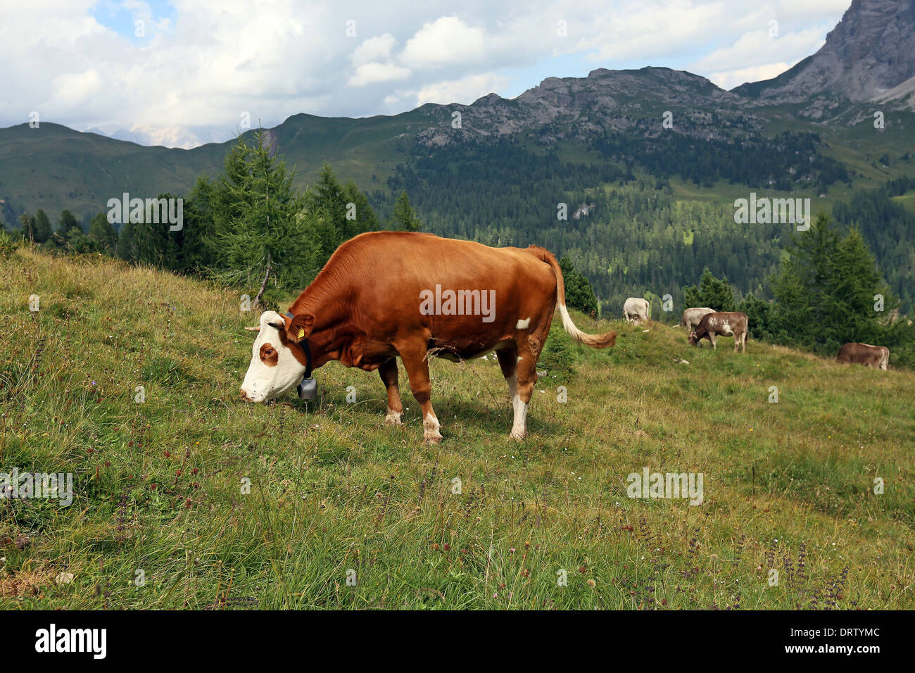Le pâturage des vaches. Val Venegia. Les Pale di San Martino groupe. Les Dolomites du Trentin. Alpes italiennes. Banque D'Images