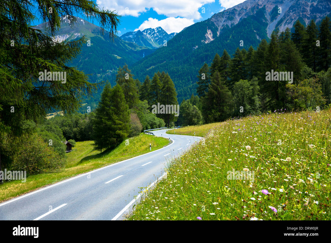 Cours de Route fleur Alpine Meadows dans le Parc National Suisse, les Alpes Suisses, Suisse Banque D'Images