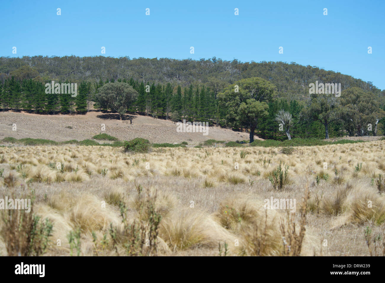 Près de Bungonia National Park - New South Wales - Australie Banque D'Images