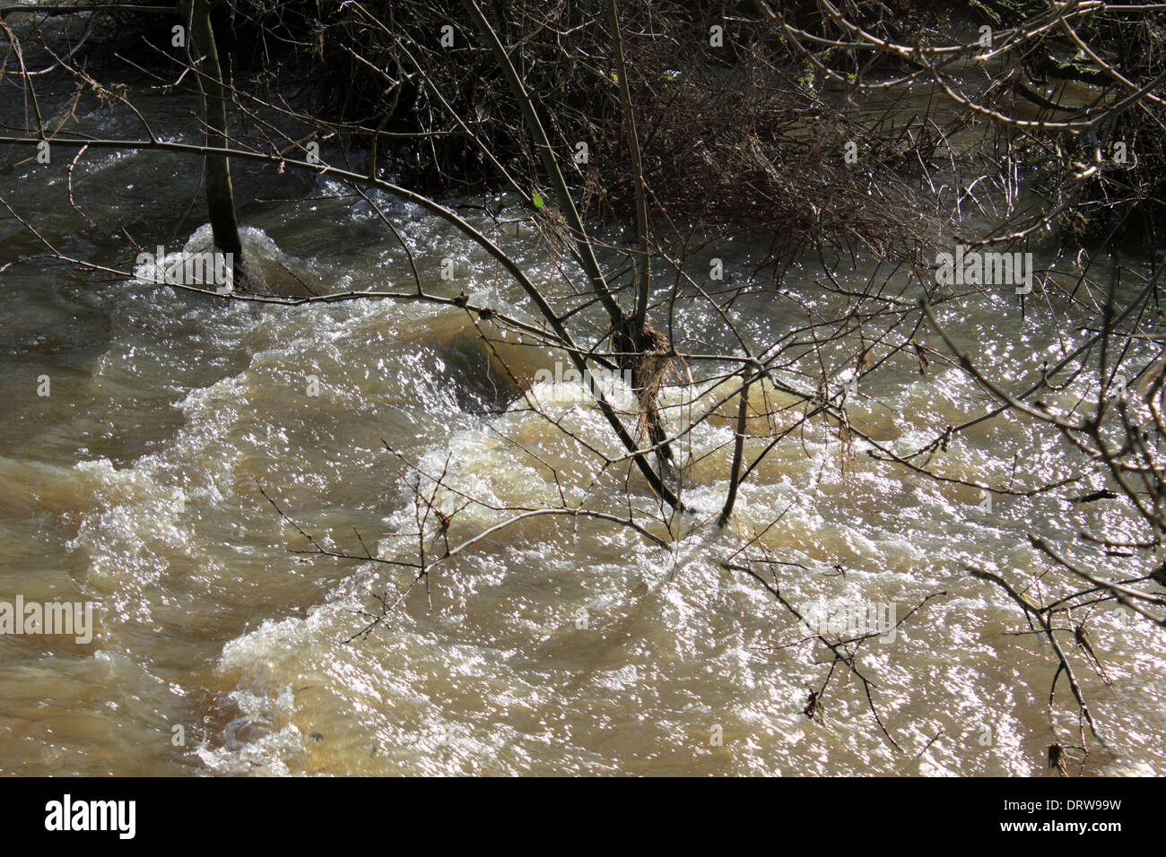 Leatherhead, Surrey, Angleterre, Royaume-Uni. 2 février 2014. Après les niveaux exceptionnels de l'eau de pluie à travers le Royaume-Uni, la rivière Mole a éclaté ses banques dans de nombreux endroits à Surrey. Ici dans le sentier Riverside Leatherhead a été englouti par le fleuve et les champs sont sous plusieurs mètres d'eau à débit rapide. Credit : Julia Gavin/Alamy Live News Banque D'Images