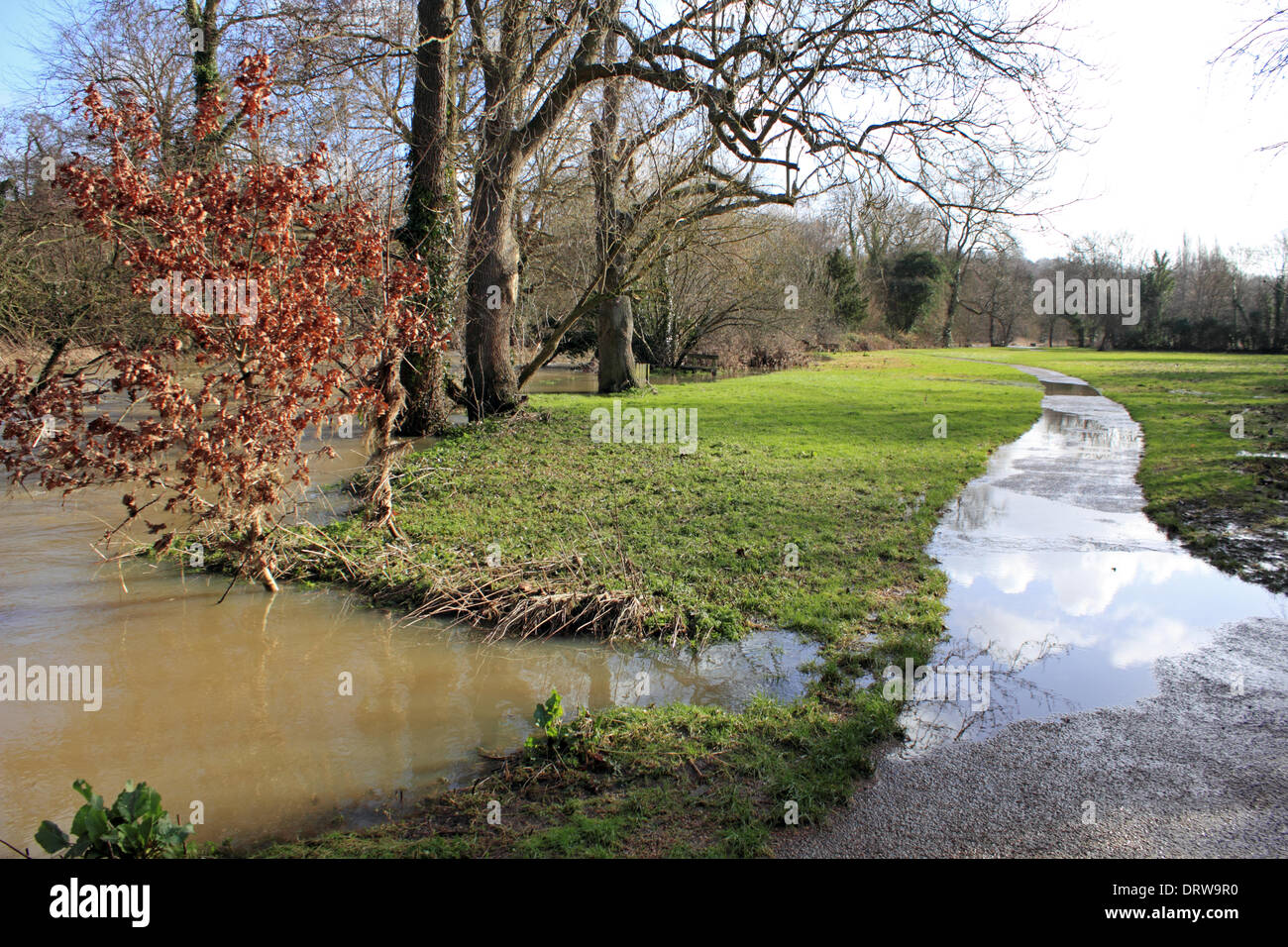 Leatherhead, Surrey, Angleterre, Royaume-Uni. 2 février 2014. Après les niveaux exceptionnels de l'eau de pluie à travers le Royaume-Uni, la rivière Mole a éclaté ses banques dans de nombreux endroits à Surrey. Ici dans la rivière de Leatherhead sentier s'est transformé en un cours d'eau et les champs sont saturées. Credit : Julia Gavin/Alamy Live News Banque D'Images