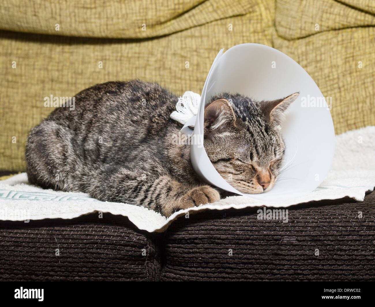 Sleeping cat avec un collier élisabéthain Accueil intérieur Banque D'Images