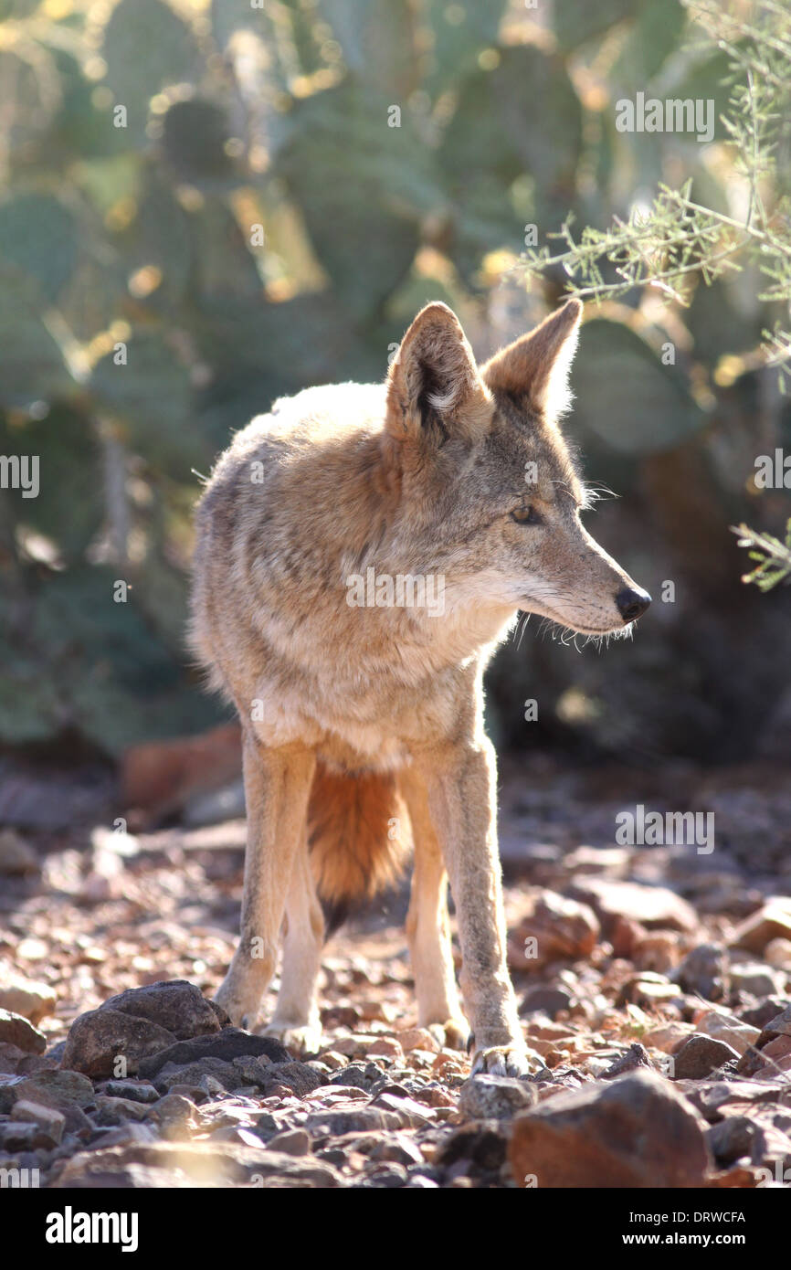 Le coyote chasse en Arizona désert de Sonora Banque D'Images