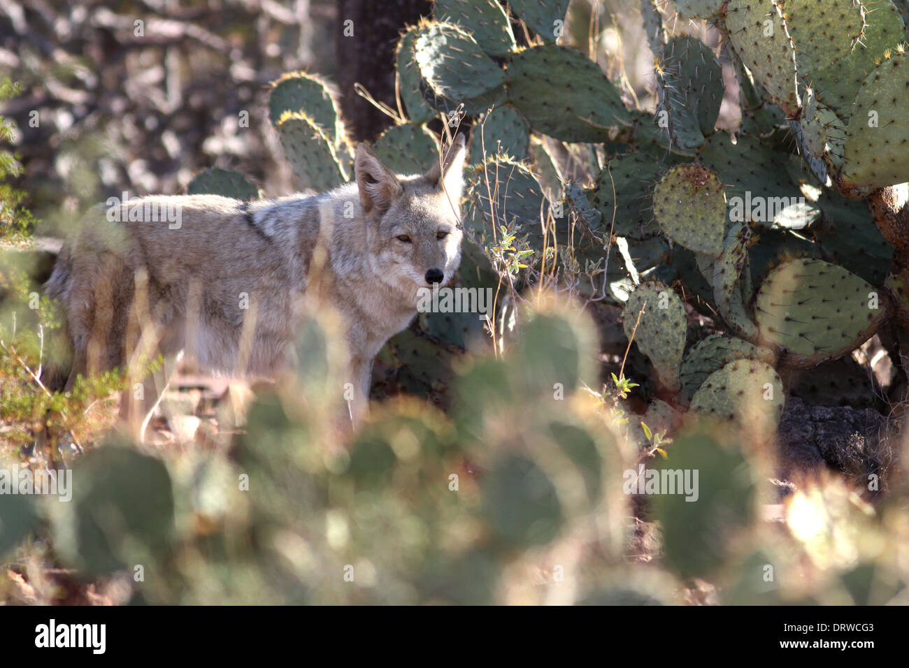 Le coyote chasse en Arizona désert de Sonora Banque D'Images