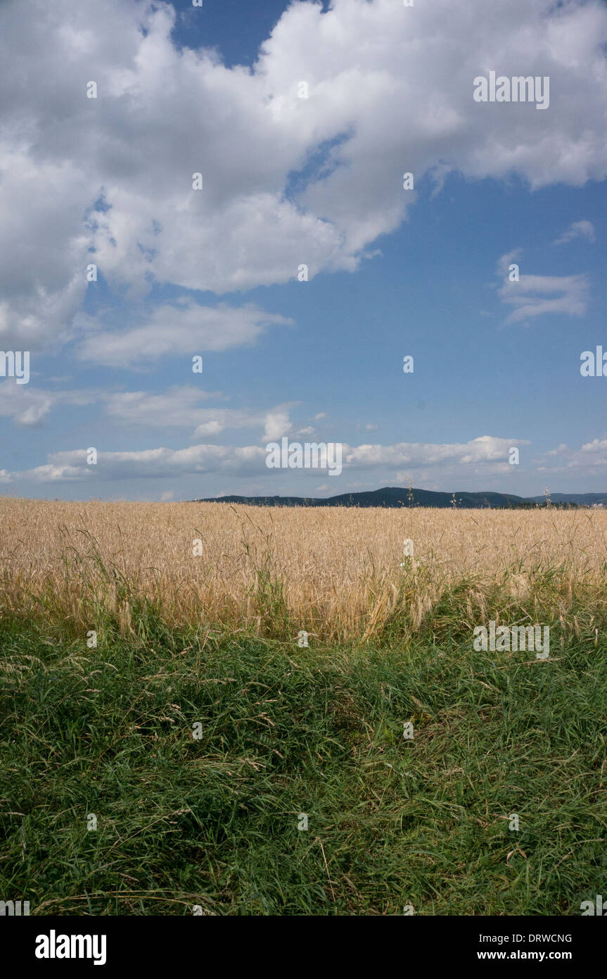 Une vue sur champs jaunes de quelques collines au loin sous un ciel nuageux bleu Banque D'Images