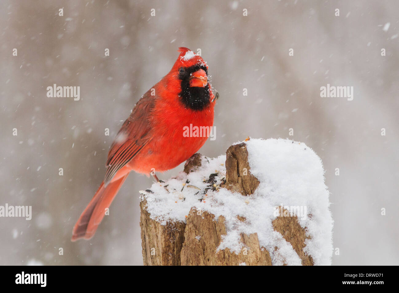 Cardinal rouge mâle dans une tempête de neige. Banque D'Images