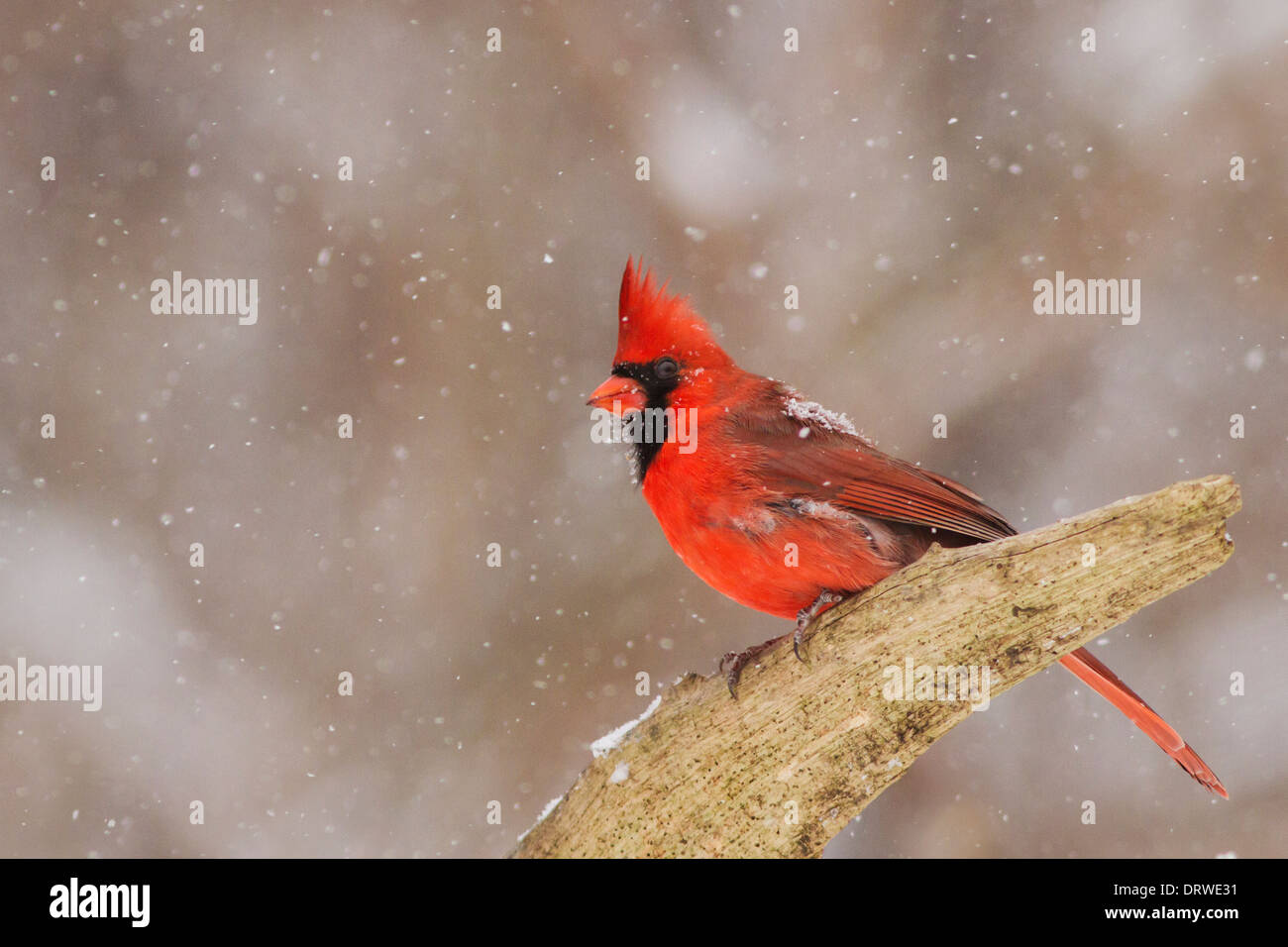 Cardinal rouge mâle dans une tempête de neige. Banque D'Images