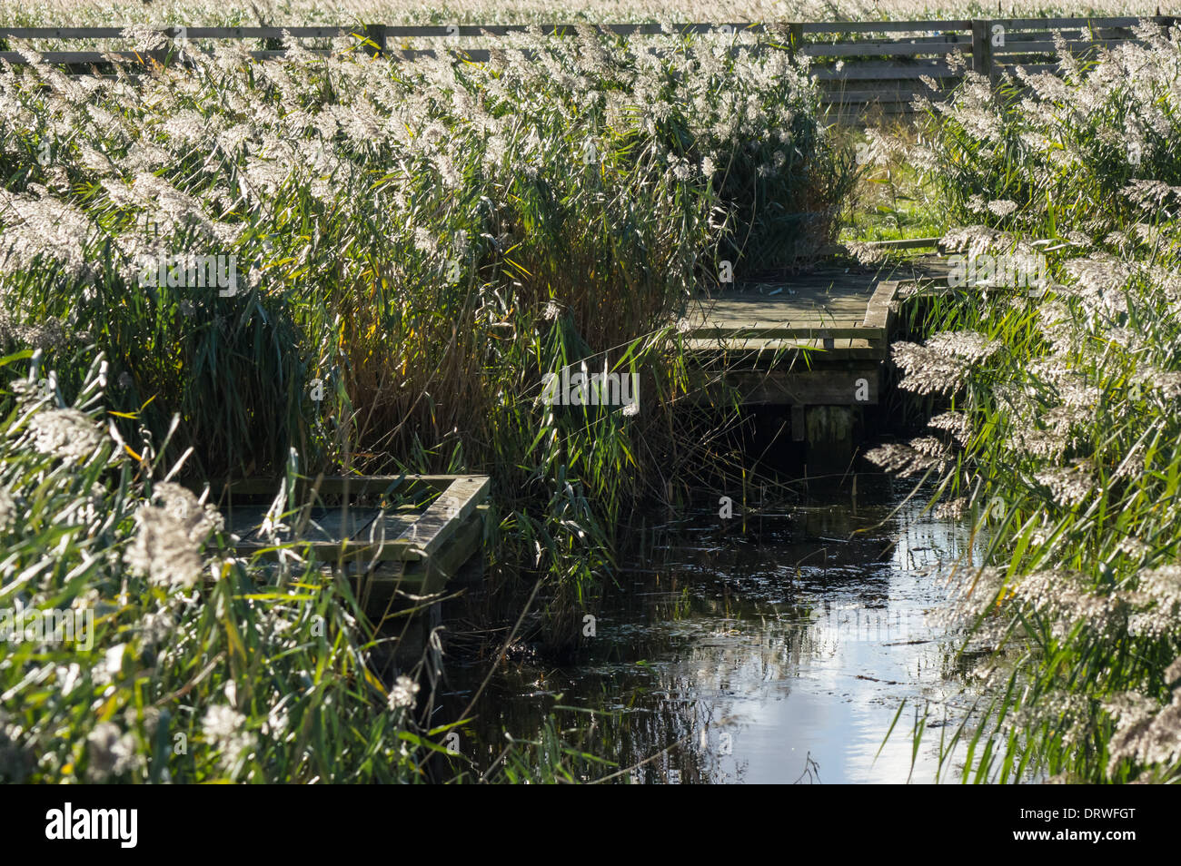 Roseau commun vert à riverbank Banque D'Images