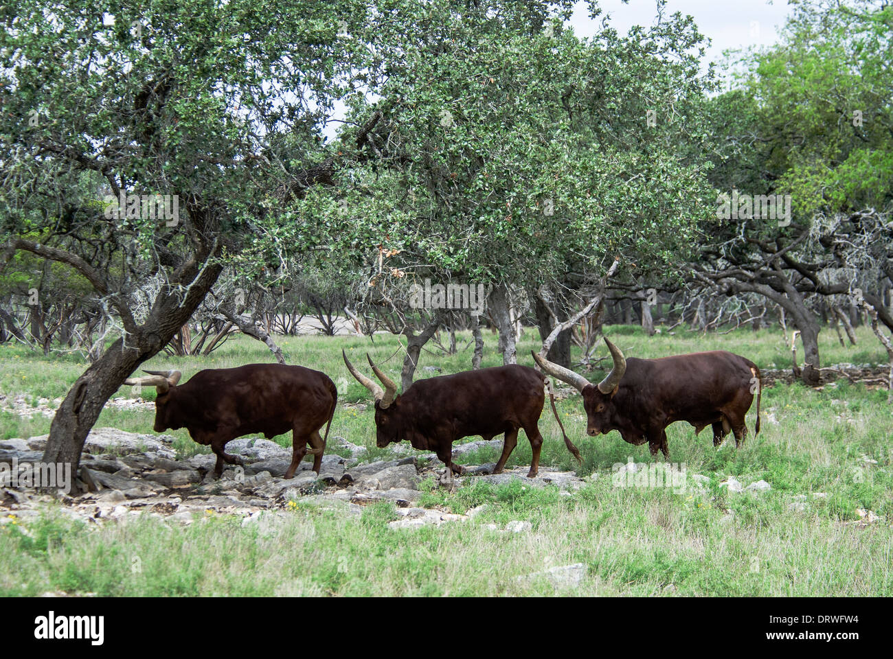 Bovins Ankole-Watusi Natural Bridge Wildlife Ranch Texas USA Banque D'Images