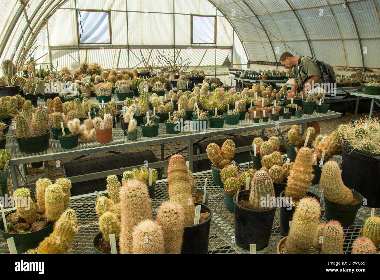 Désert de Chihuahuan Nature Centre Mike Vining Fort Davis Texas USA Banque D'Images
