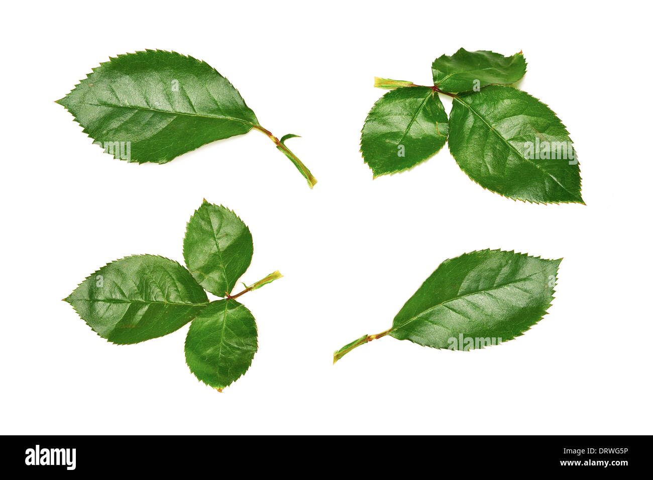 Une collection de feuilles de rose sur un fond blanc Photo Stock - Alamy