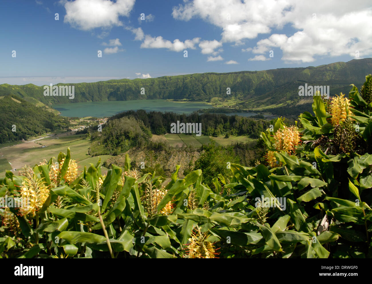 Fleurs au-dessus de la caldera, Lagoa Azul, l'île de São Miguel, Açores, Portugal Banque D'Images